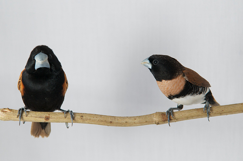 Species of Birds found in Uvita Costa Rica